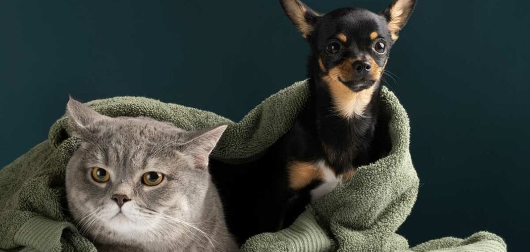 Hemp Oil for Pets: 13 Unexpected Health Benefits