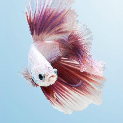 hfj